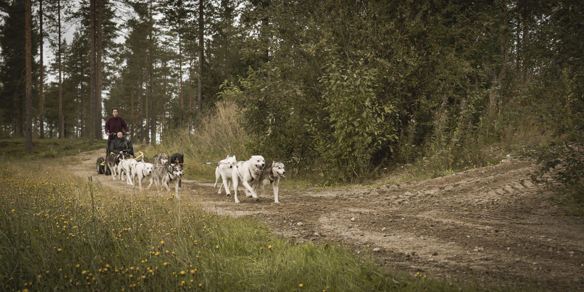 Autumn Husky Experience - Cart Ride | Visit Finland