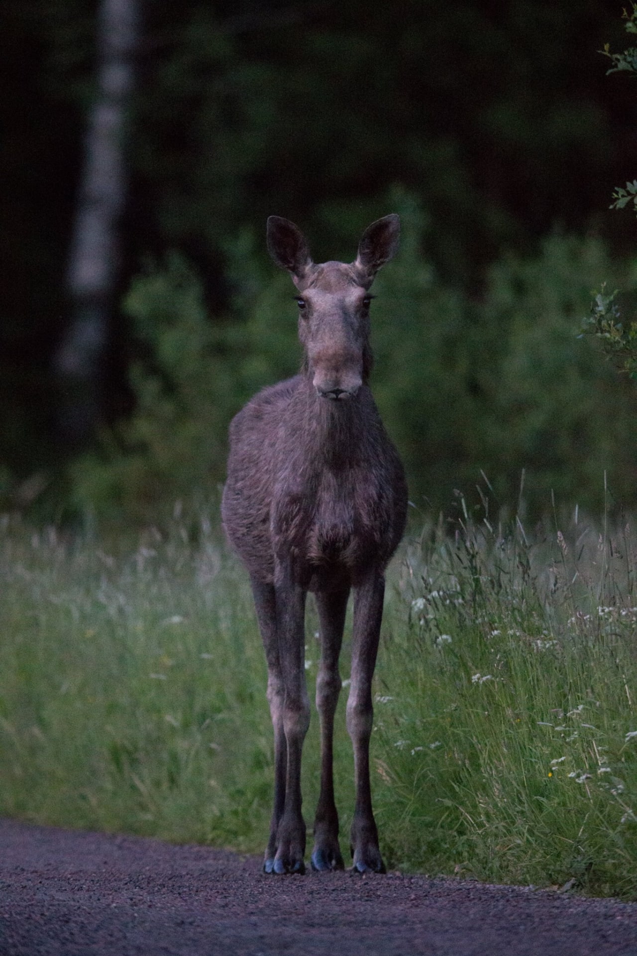 Sometimes it is possible to see an Elk / Moose at close distance.