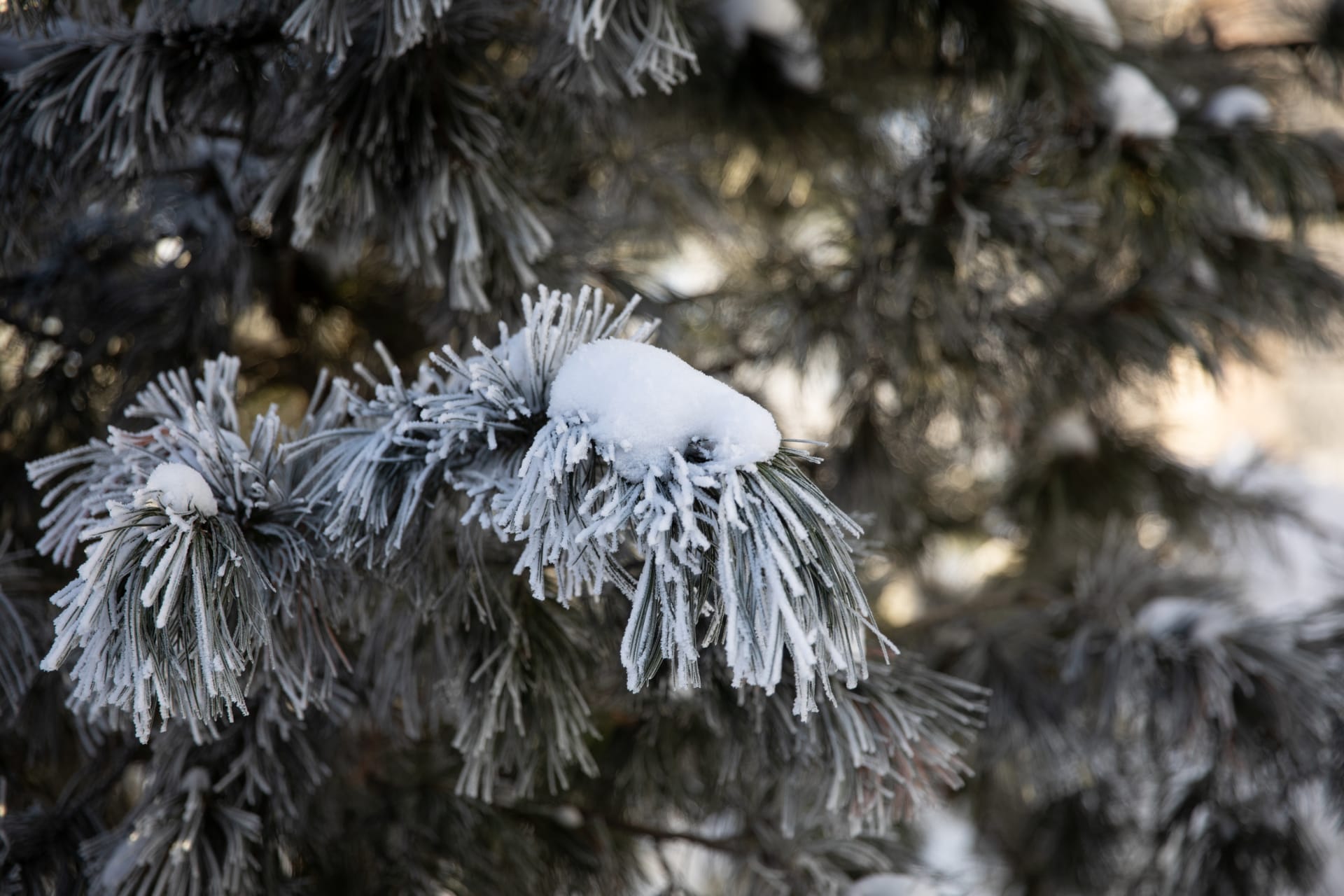 A snowy tree in the park