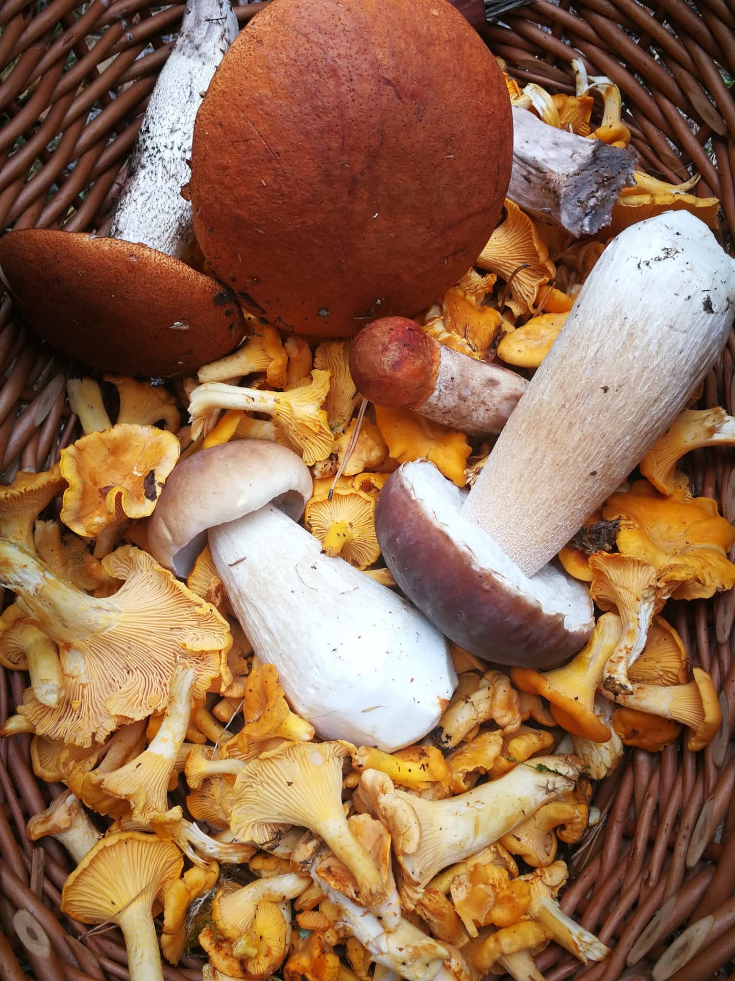 ruska autumn colors mushroom picking Nuuksio National park