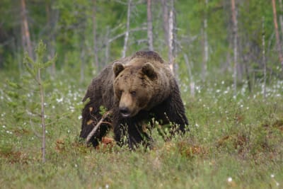 Male Bear at Martinselkonen