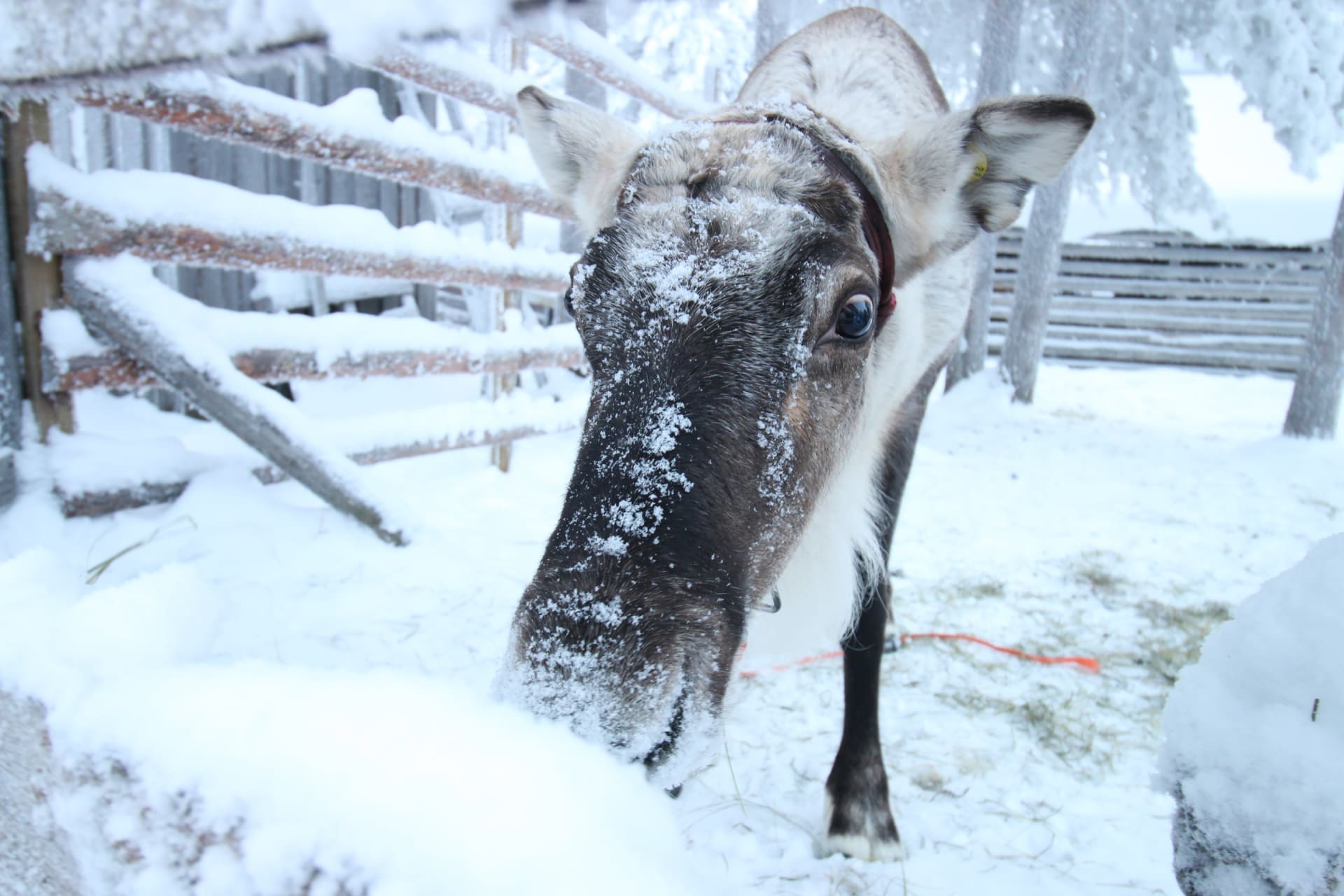 Reindeer