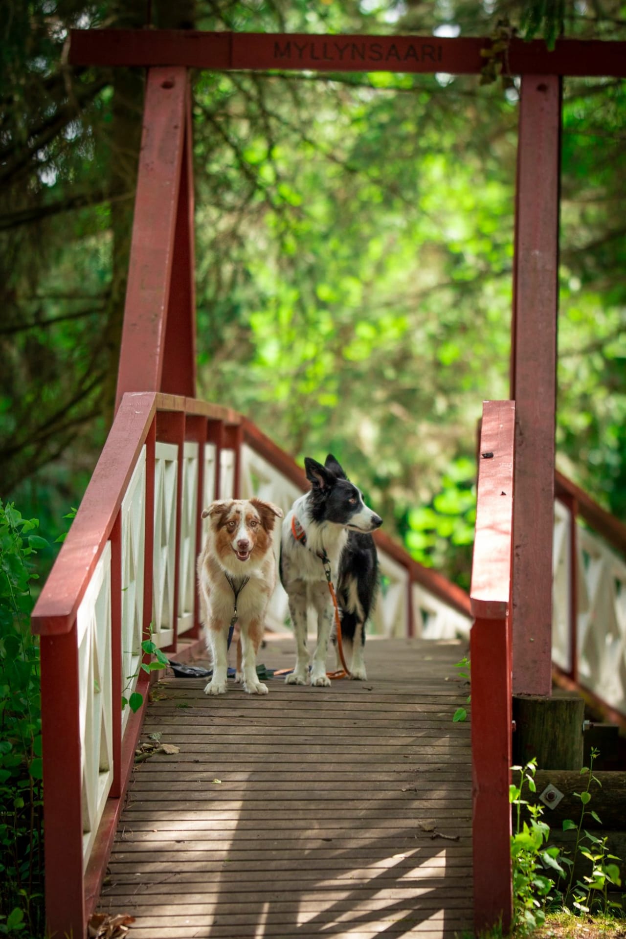 Two dogs on the bridge.