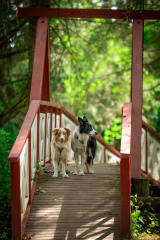 Two dogs on the bridge.