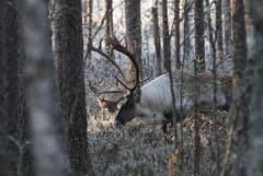 The forest deer live on the edge of Lauhanvuori.