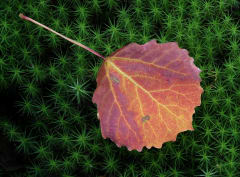 The changing of the seasons is fascinating to watch.