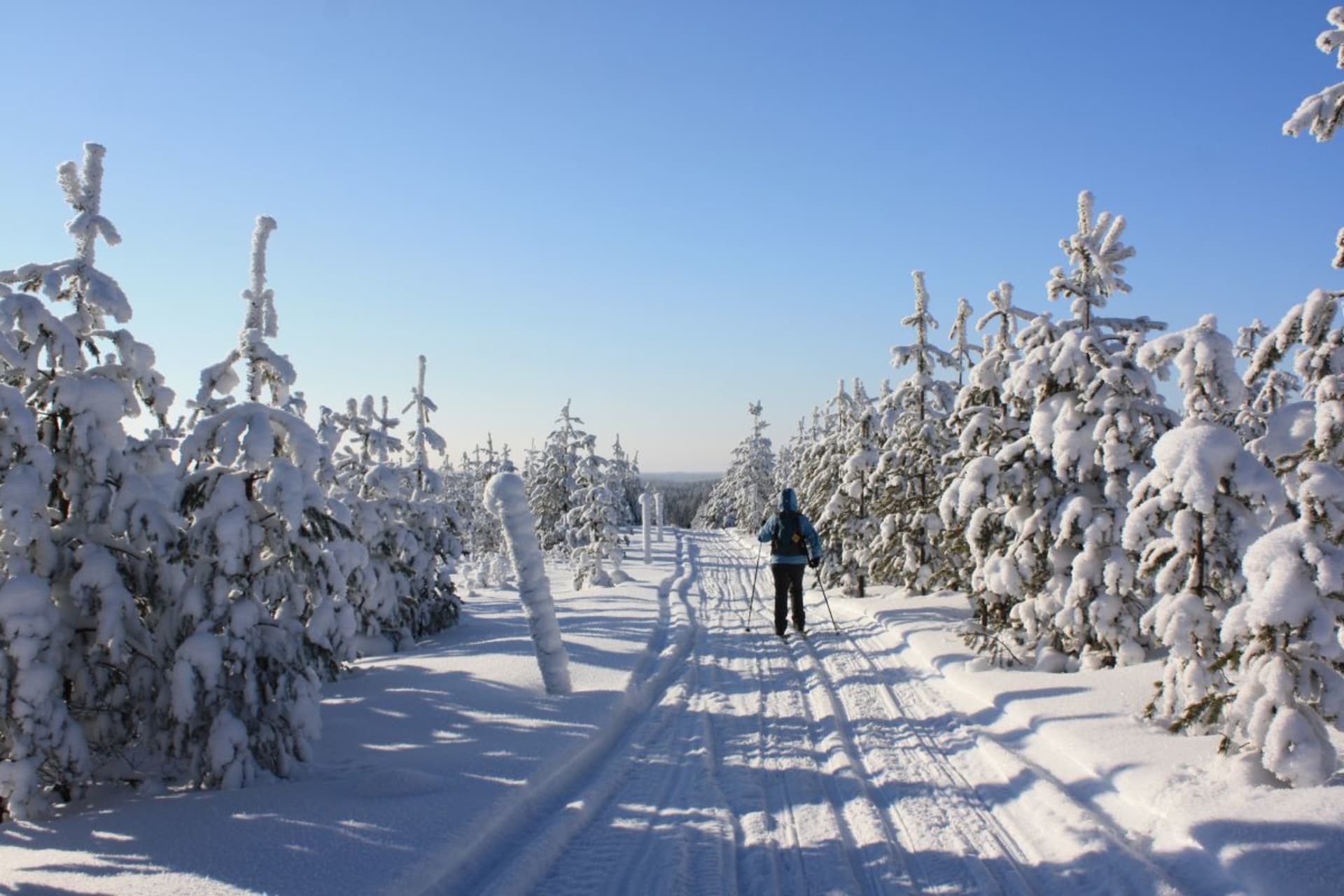 A lady skiing through snow-covered pine forest