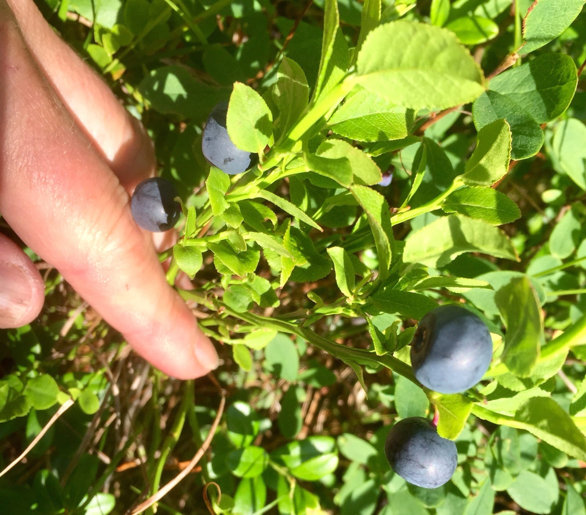 Goods of the Forest – picking trip of the season’s berries or mushrooms