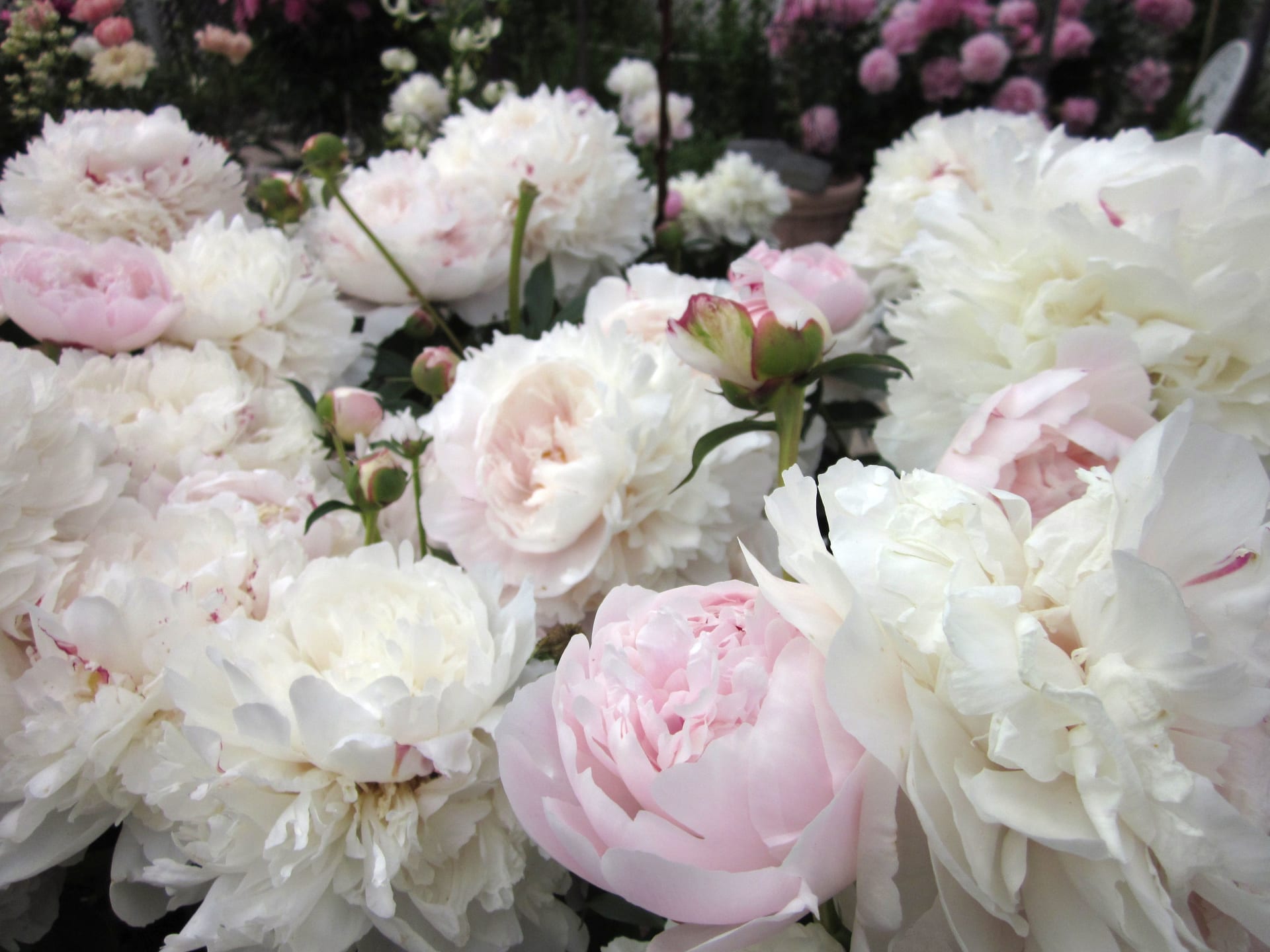 White and pink peonies showcasing the beauty and tranquility of the Arctic Garden at Villa Cone Beach.