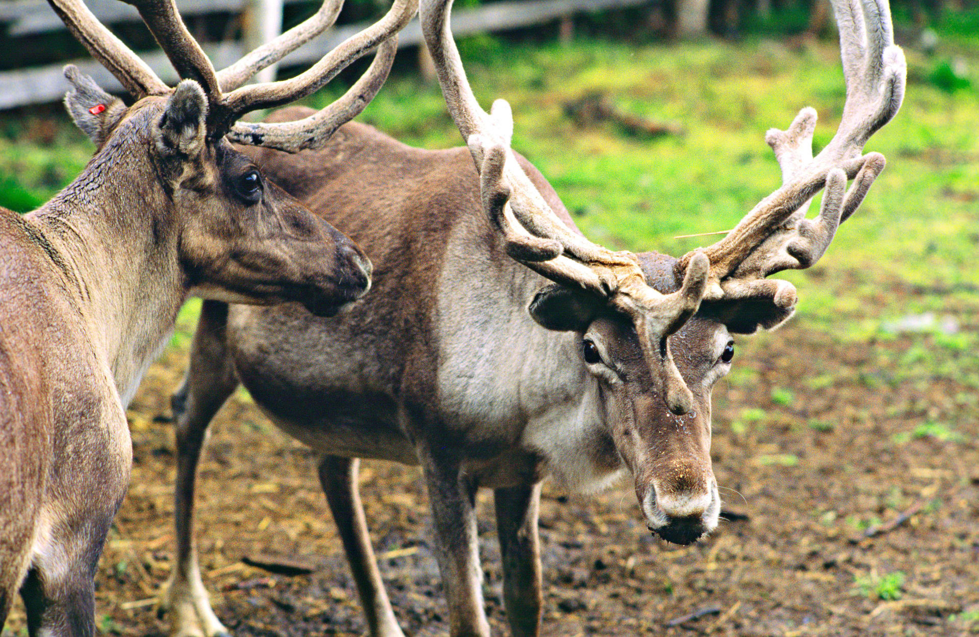 VISIT AT THE REINDEER FARM, Saariselkä