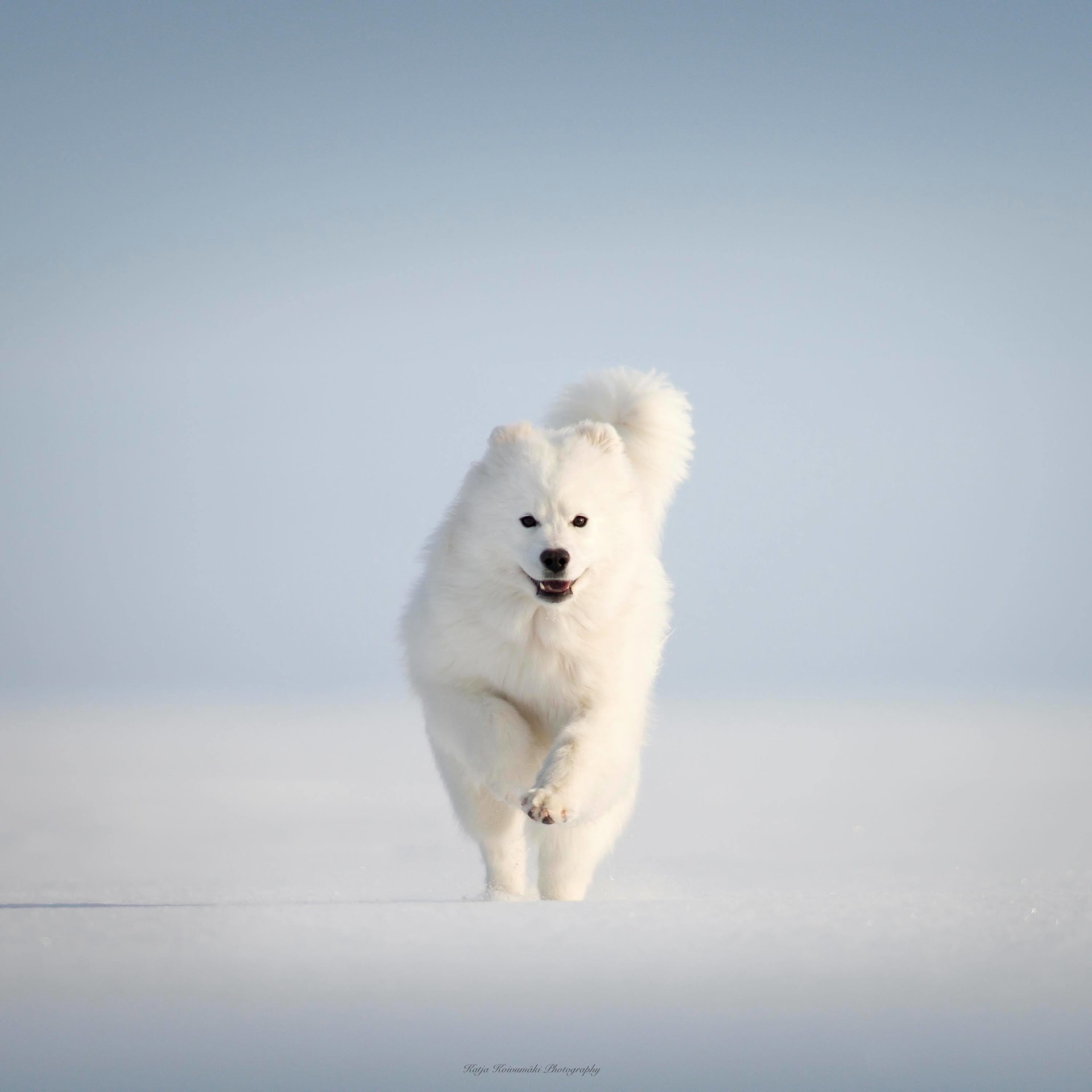 Arctic Snow Dog