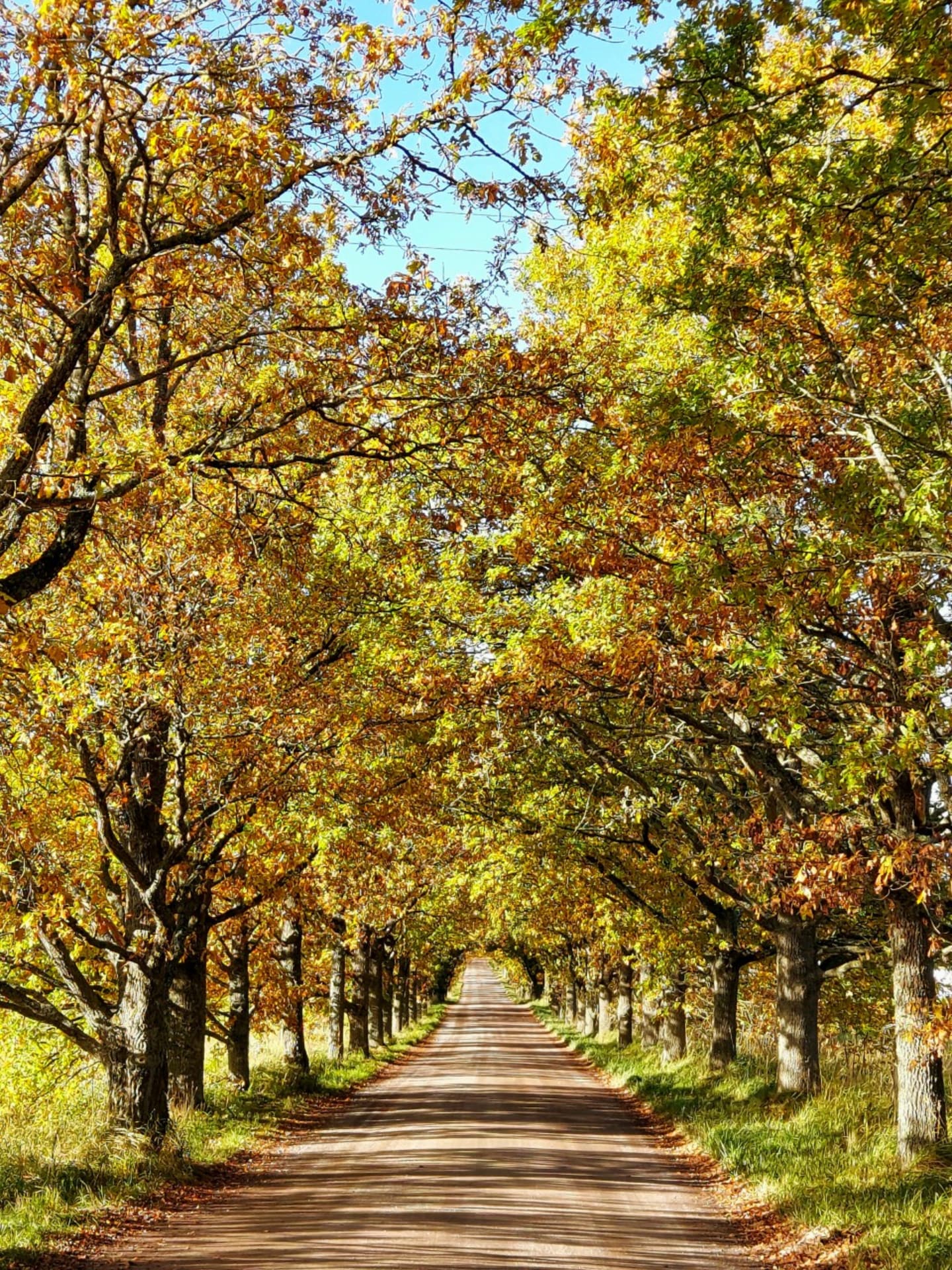The Oak Alley