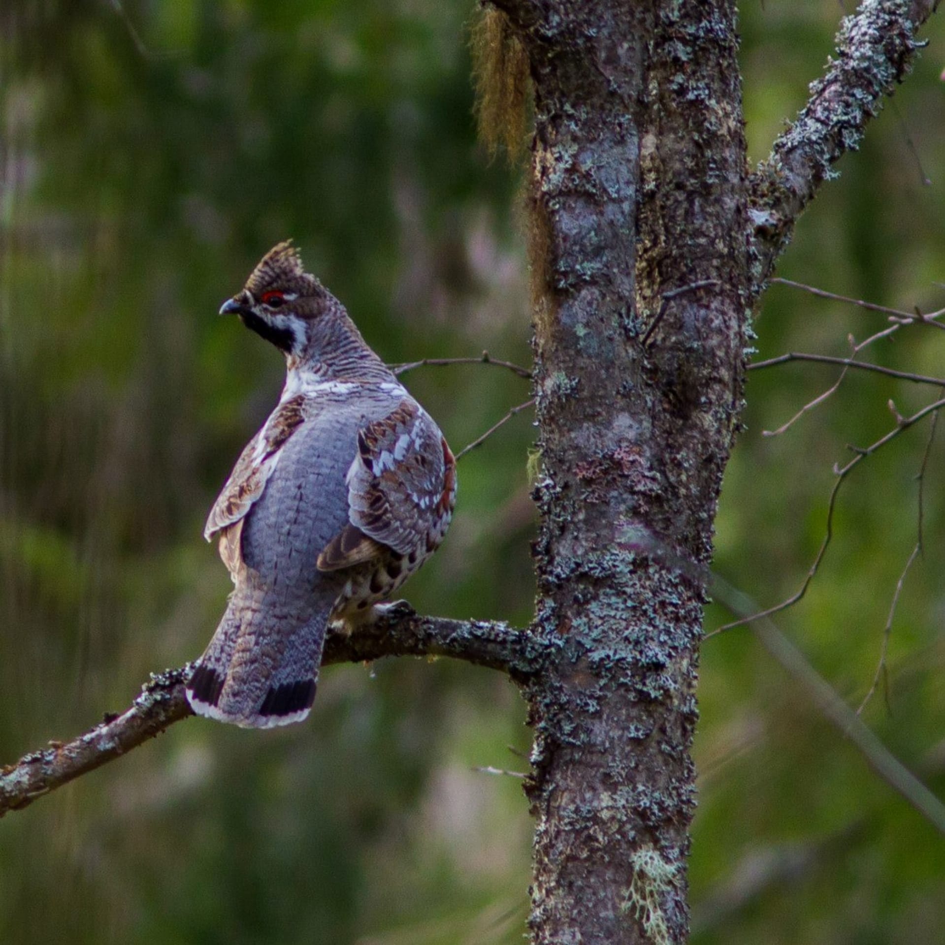 Hazel Grouse in the Boreal taiga forest of Southern Finland