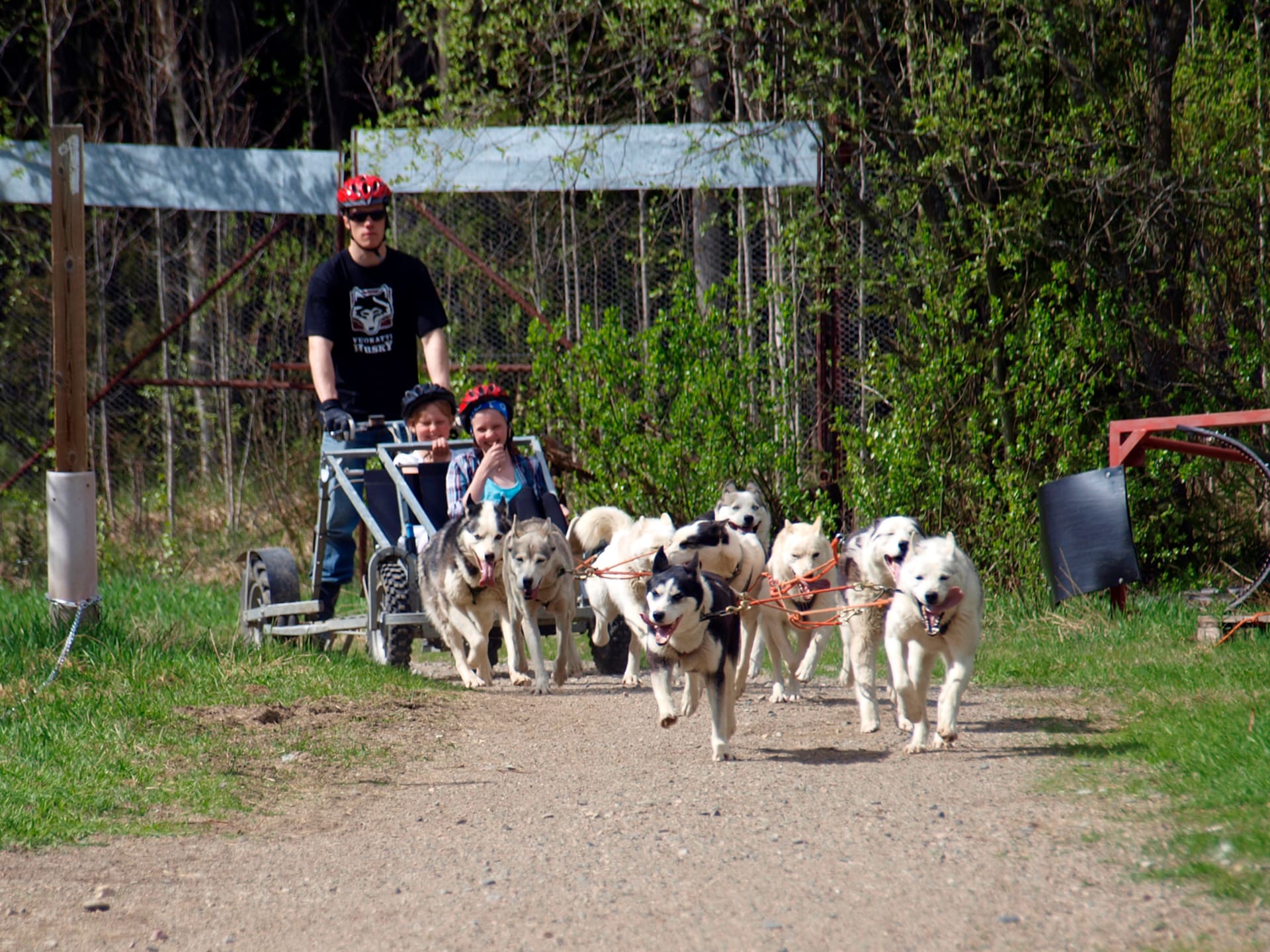 Husky Mercedes Ride in Vuokatti
