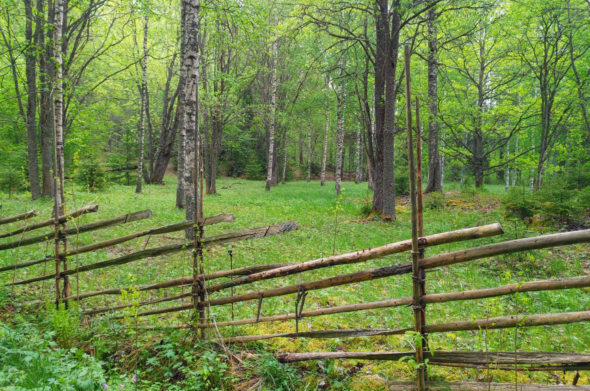 Finnish foliage landscape
