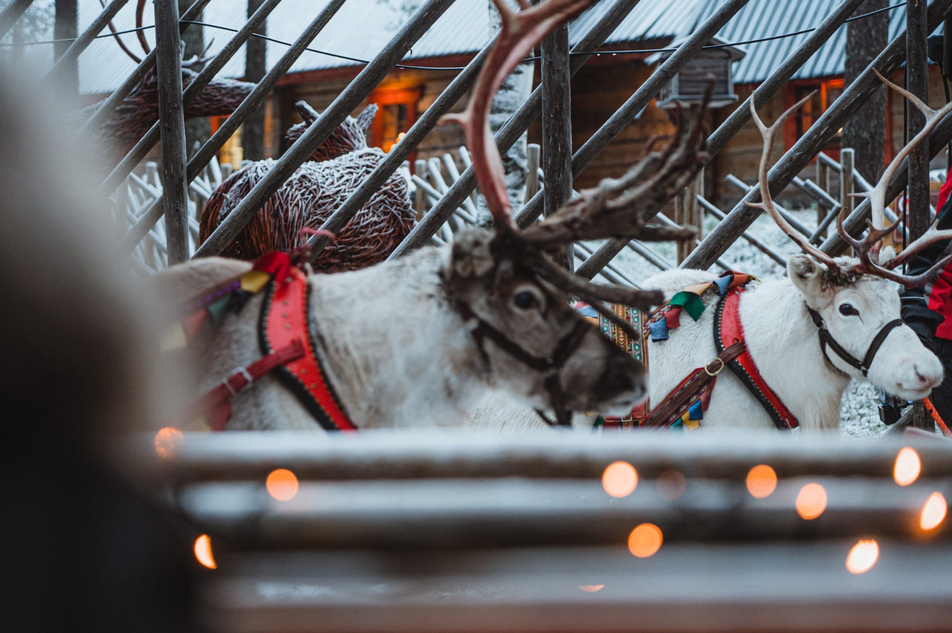 Santa's reindeer