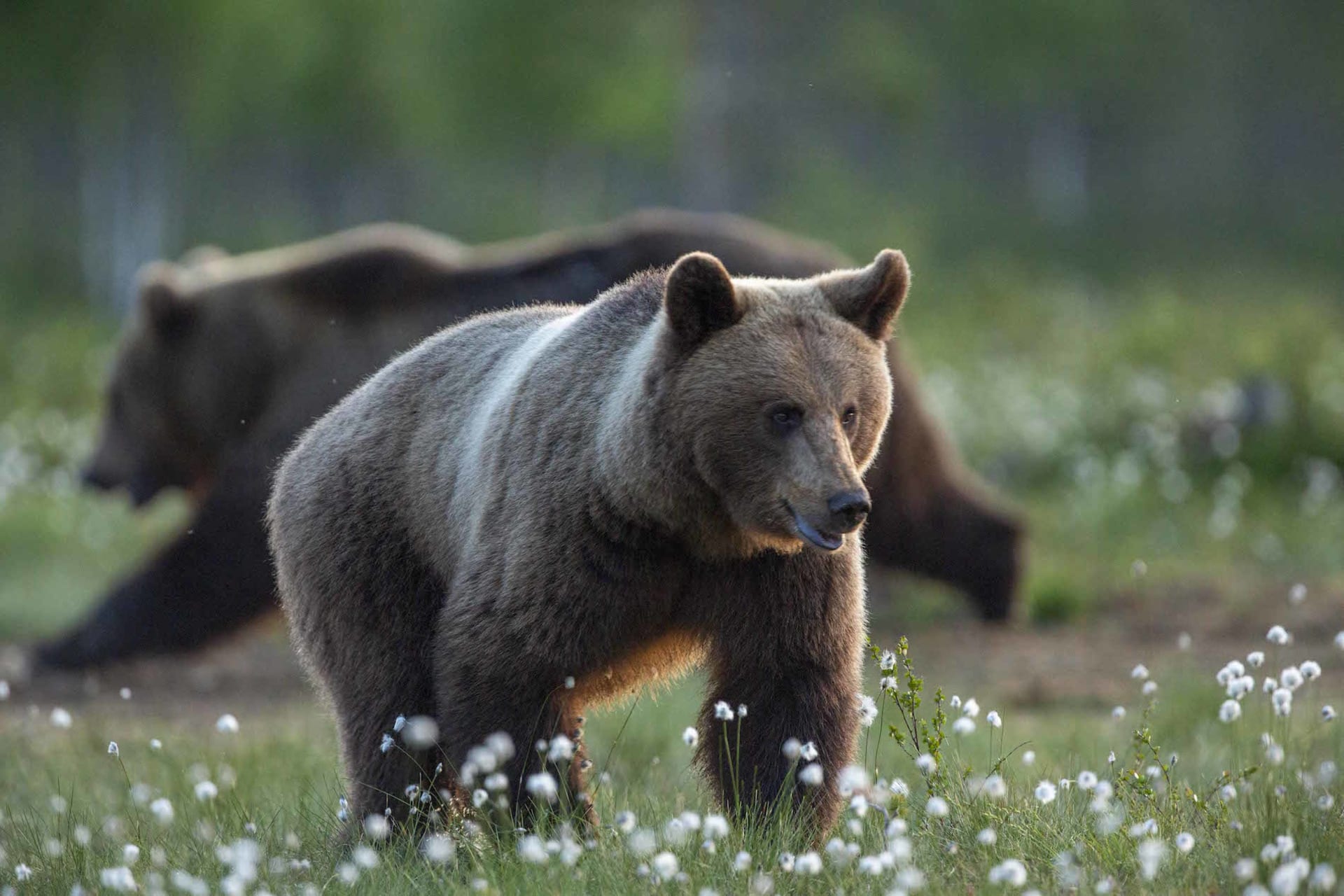 Brown Bear in taiga forest.