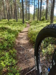enjoy forest paths by Fatbike