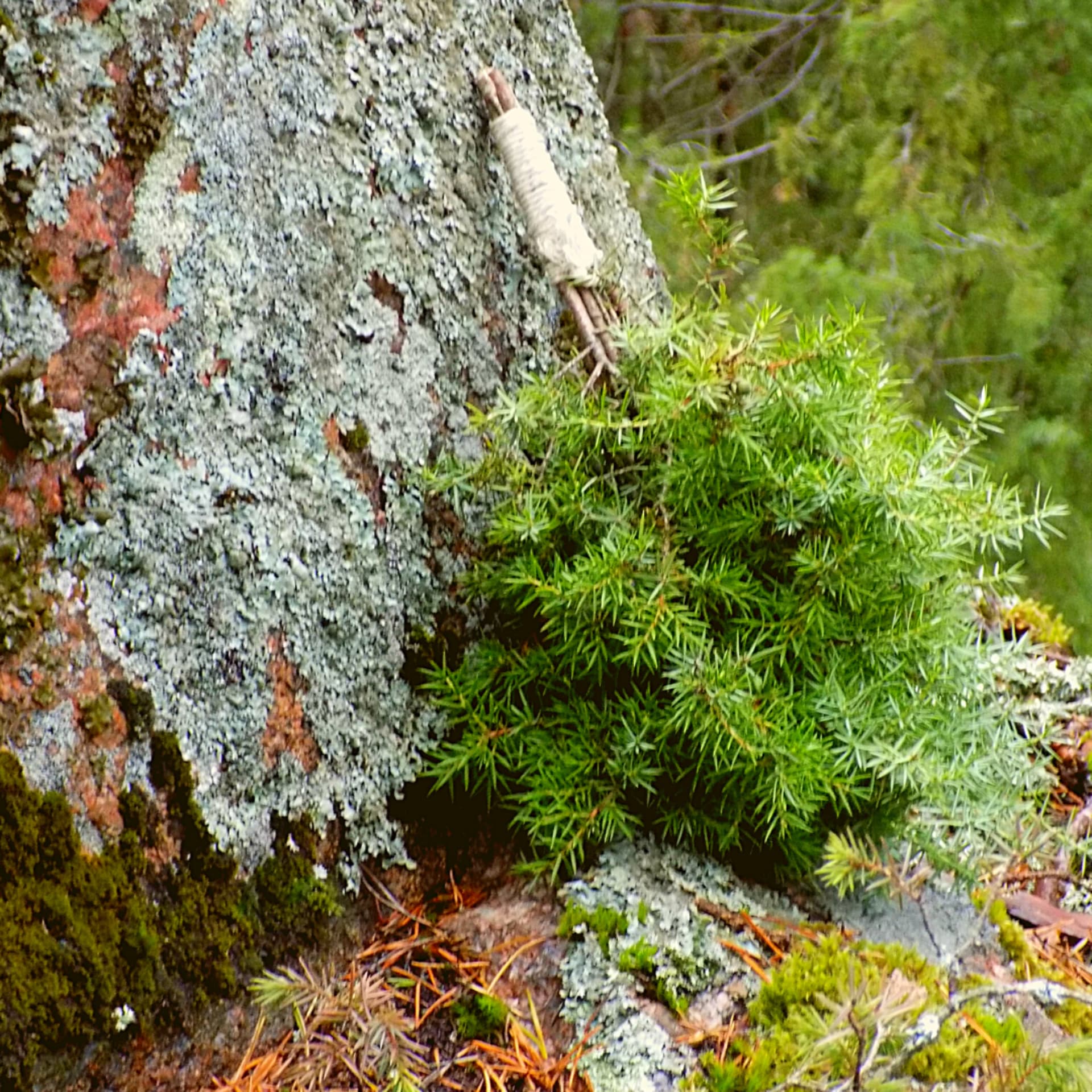 Juniper whisk for Your Sauna session