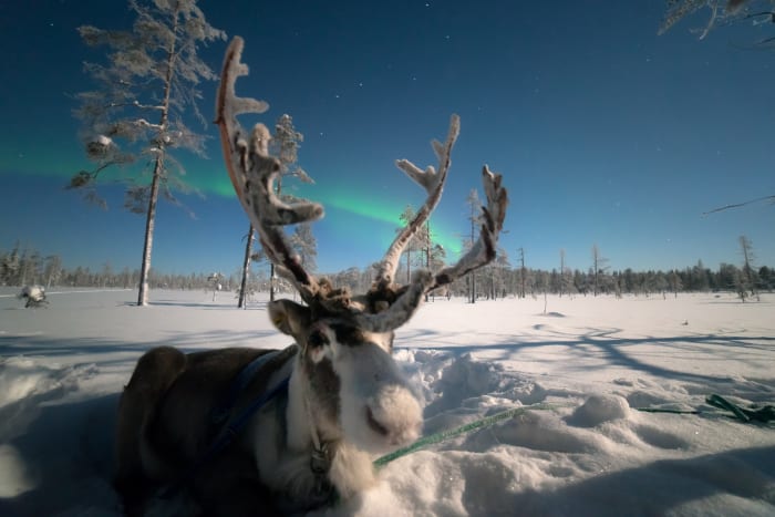 Reindeer and northern lights