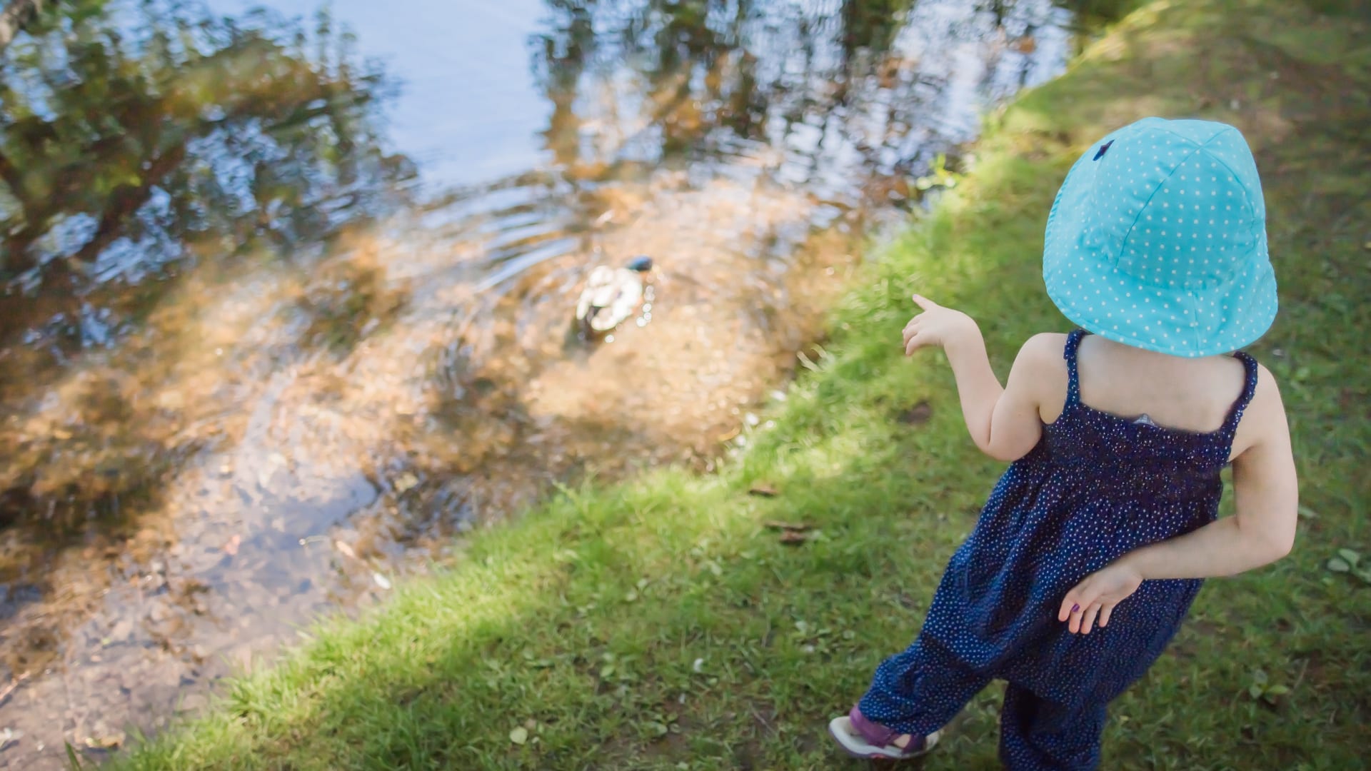 Child looking at a duck in a pond
