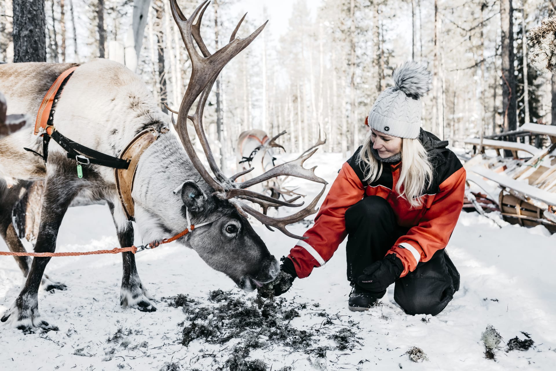 EVENING SAFARI BY REINDEER, Saariselkä
