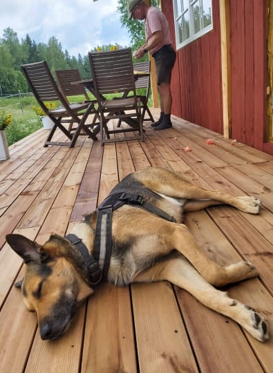 Koikka-koira lepää viiniterassilla.