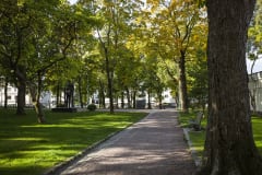 Sibelius park path and trees