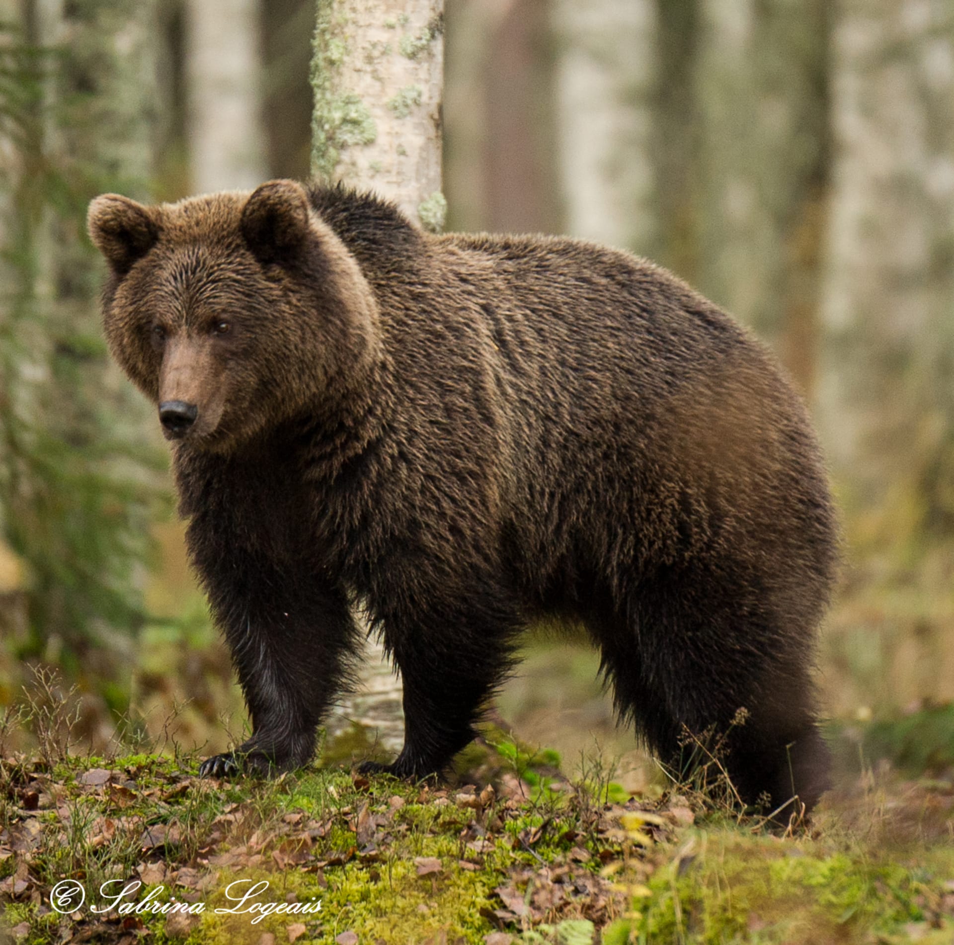 Bear watching in Kuhmo