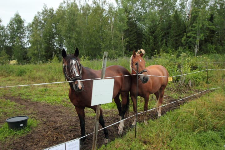 Horses at Pattijoki Festival 2023