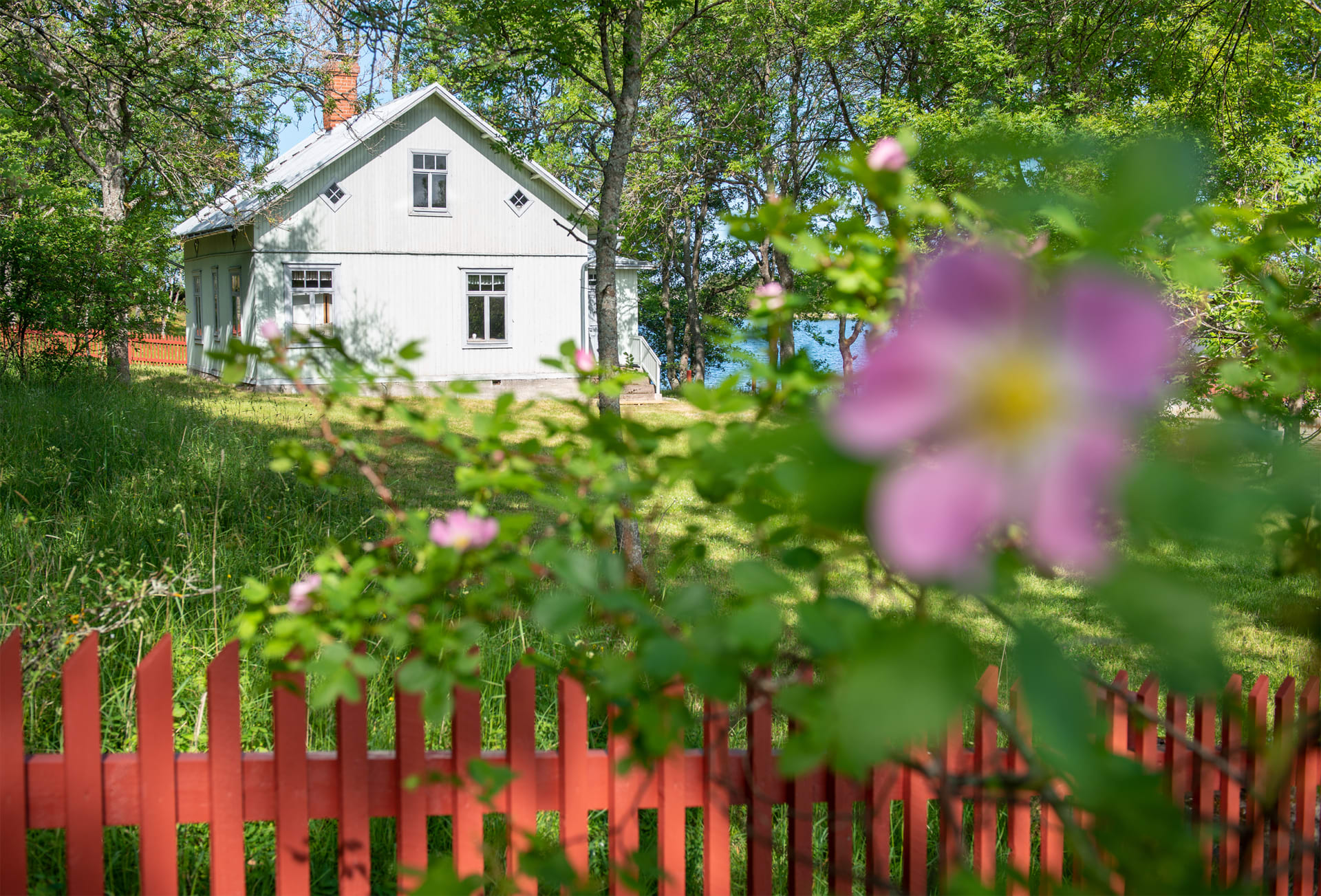 Oikealla etualalla kukkiva ruusupensas. Sen takana puinen punainen aita ja aitauksen sisällä iso valkoinen puutalo. A blooming rose bush in the right foreground. Behind it, a wooden red fence and inside the fence a big white wooden house.  