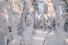 Luminen maisema