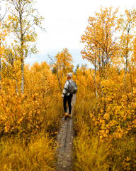 Trekking in the heart of nature in autumn foliage with Apukka Adventures in Rovaniemi.