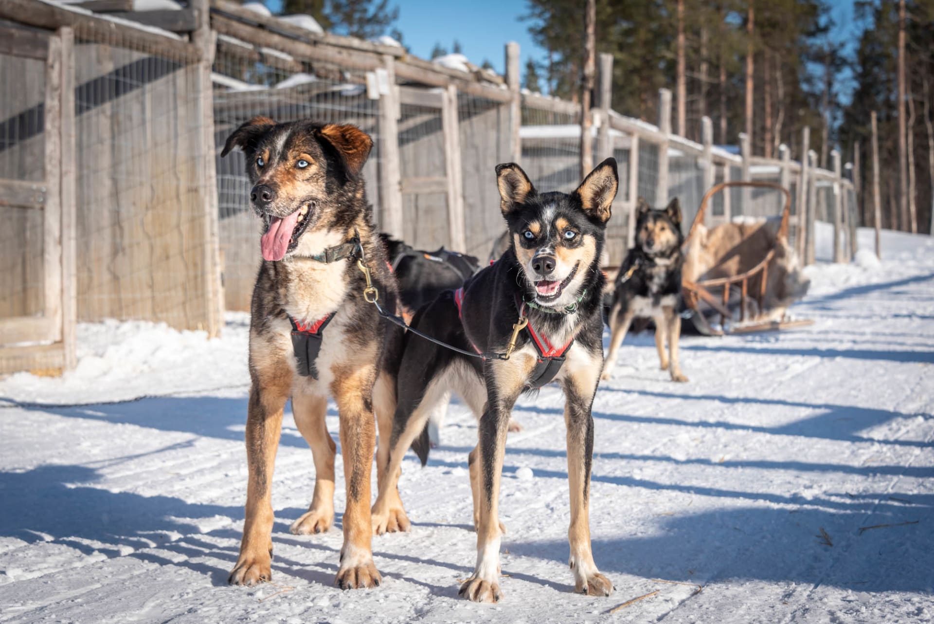 Eager Eyes and Harnessed Teams Await Departure for 3 km husky sled ride in Levi, Lapland
