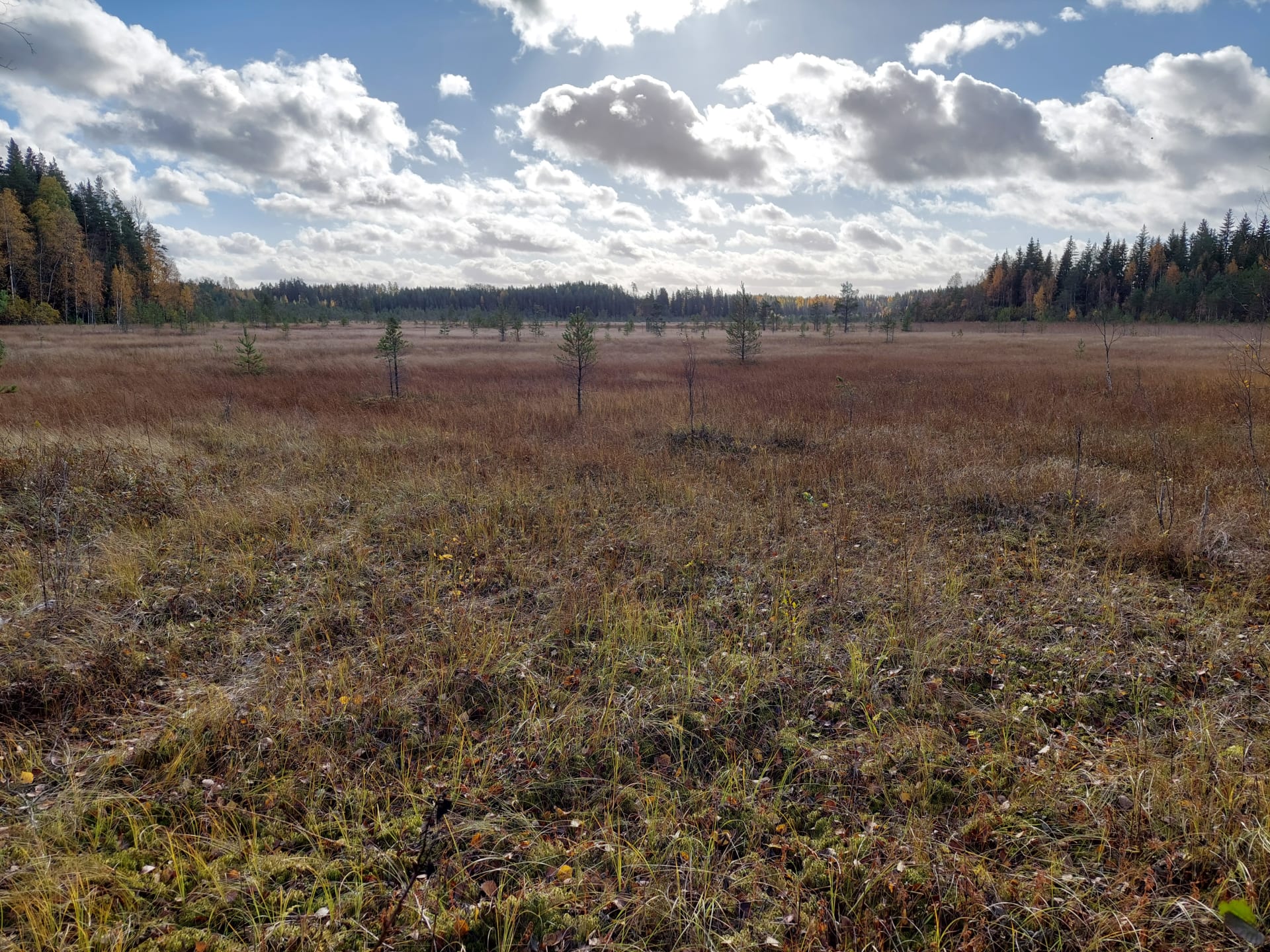 Sykyinen Hämmäauteen suo, sininen ja aurinkoinen taivas