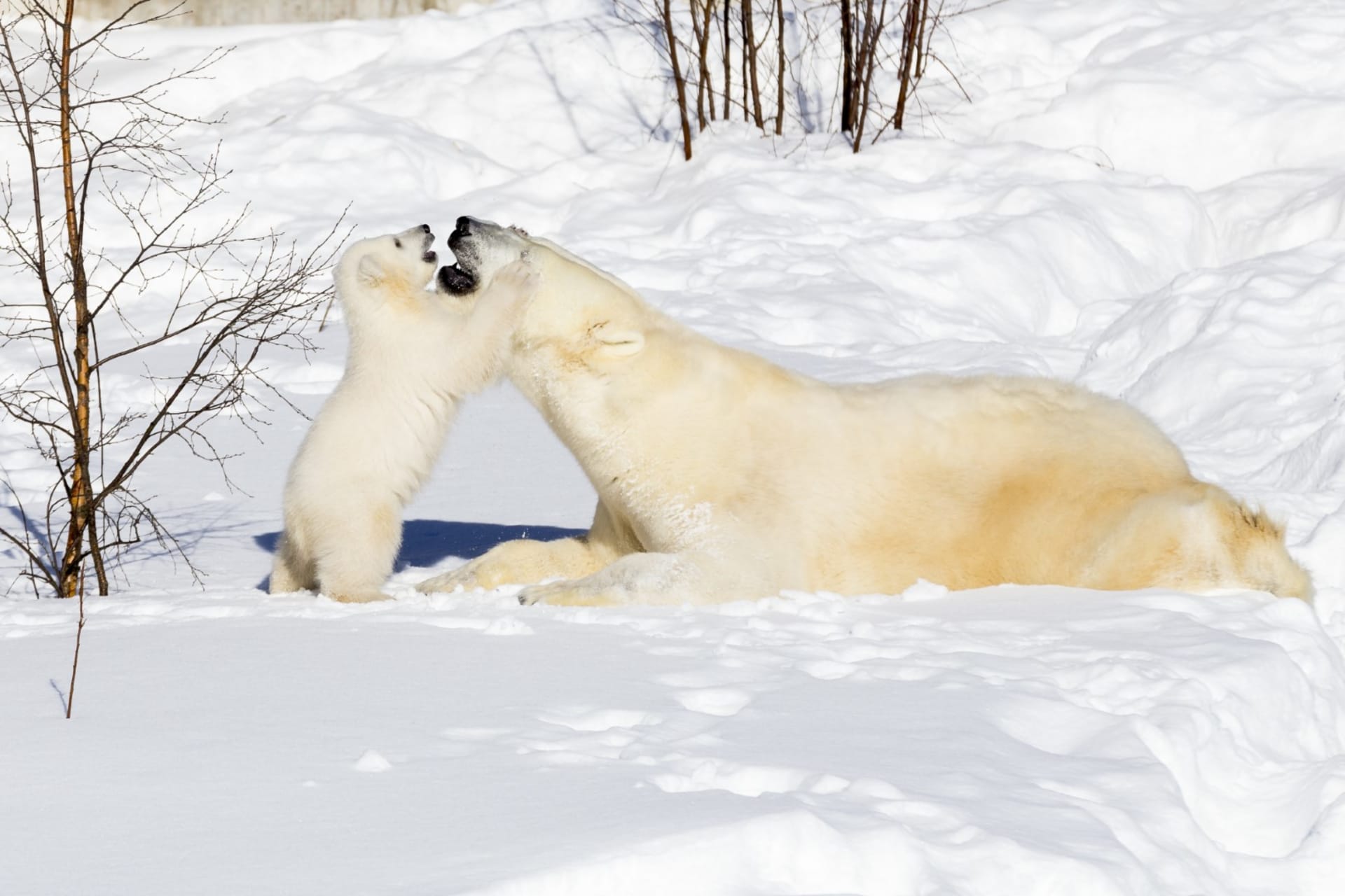 Polarbear