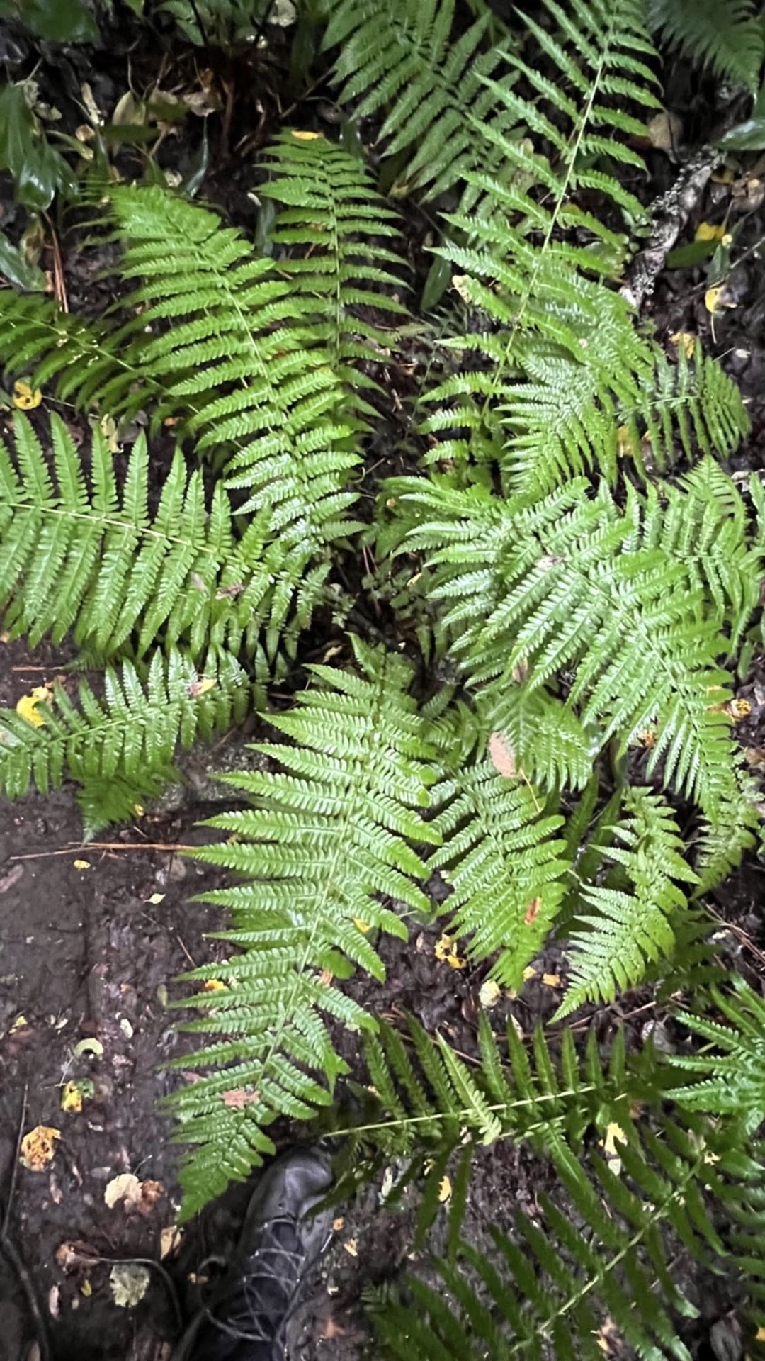 Ferns in forest