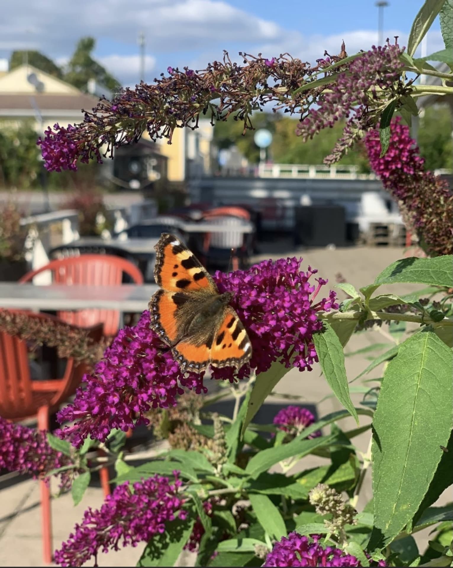Terassillamme viihtyvät myös perhoset. Terassillamme viihtyvät myös perhoset.
