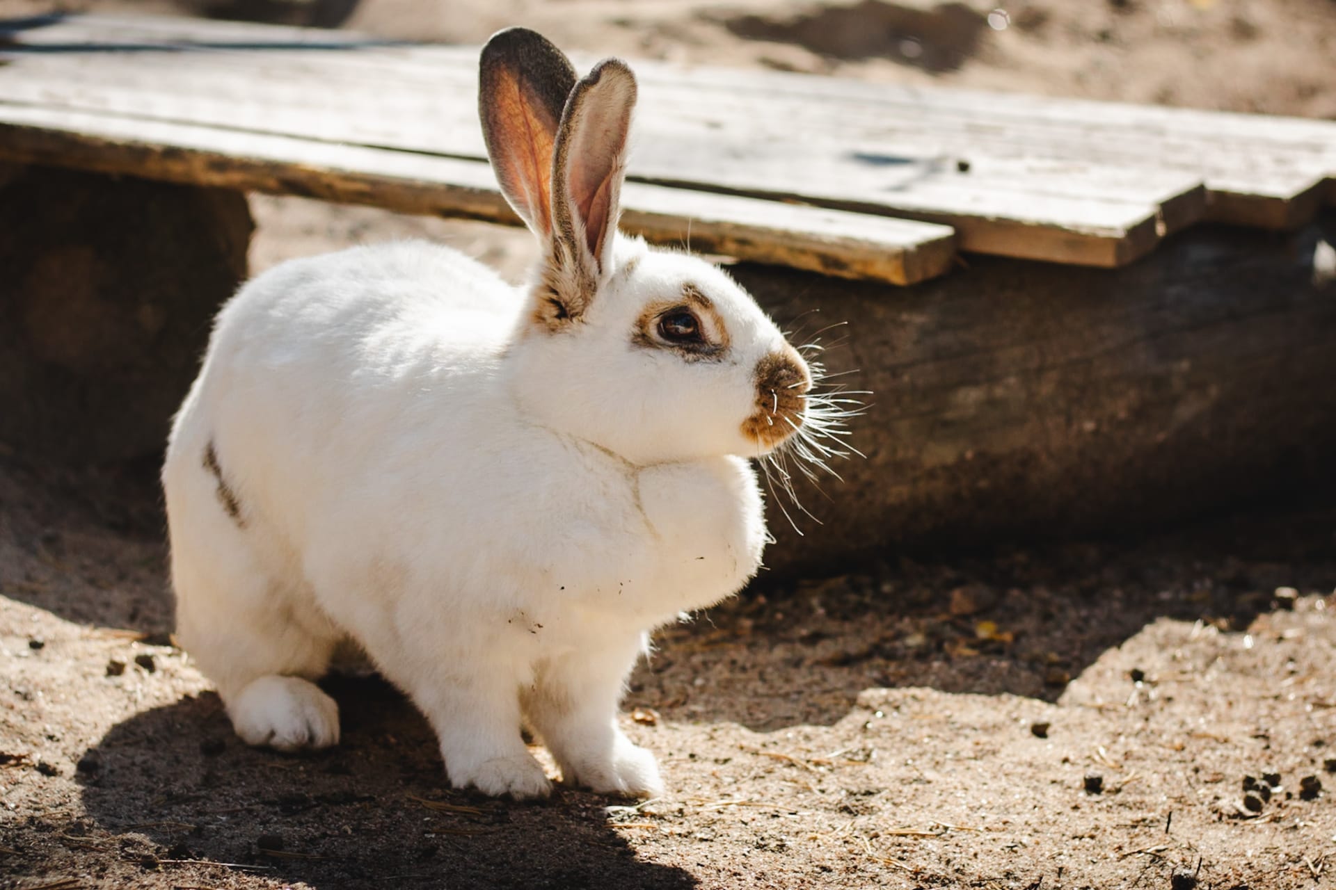 Cute bunny.