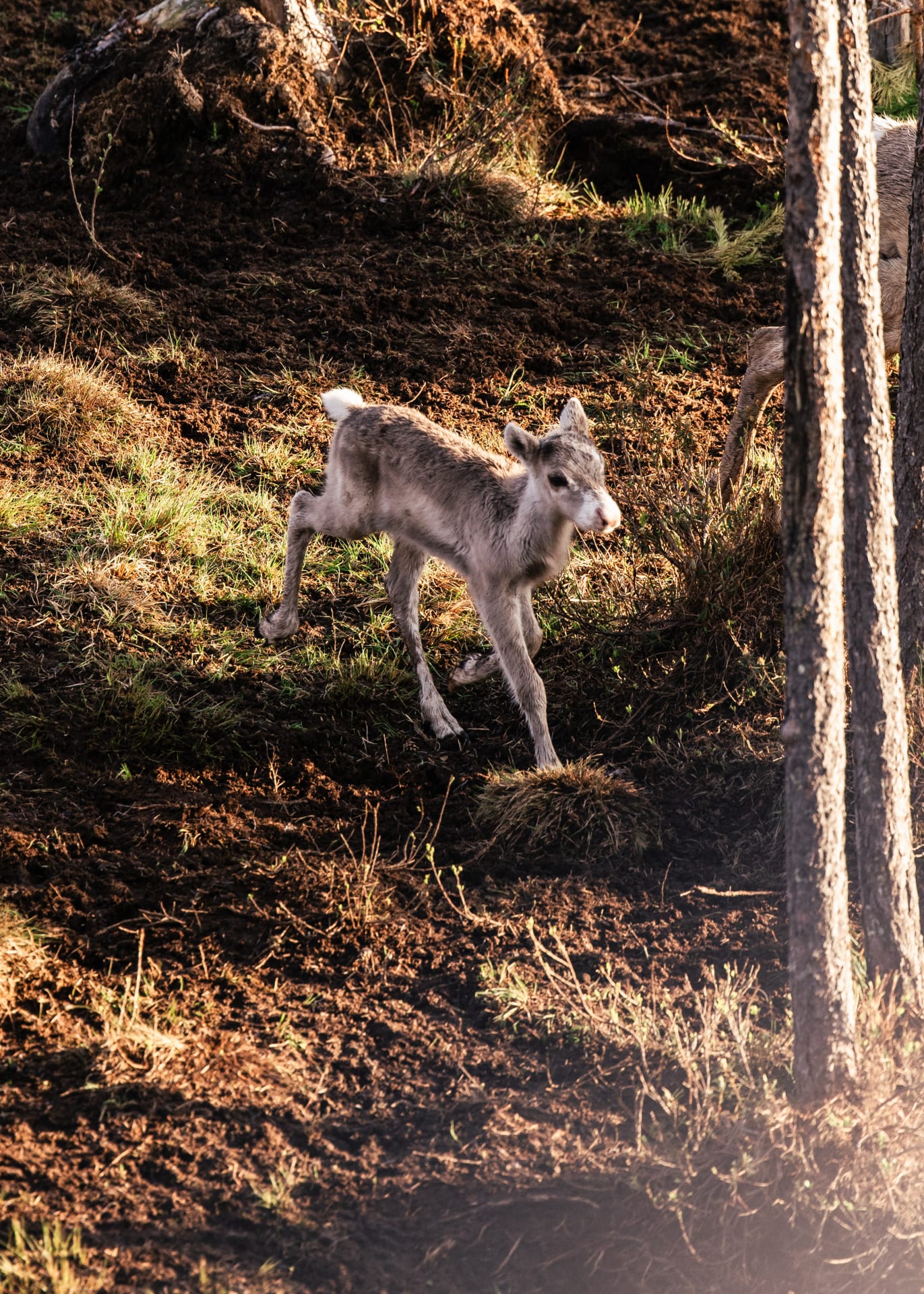 See newborn baby reindeer in Rovaniemi
