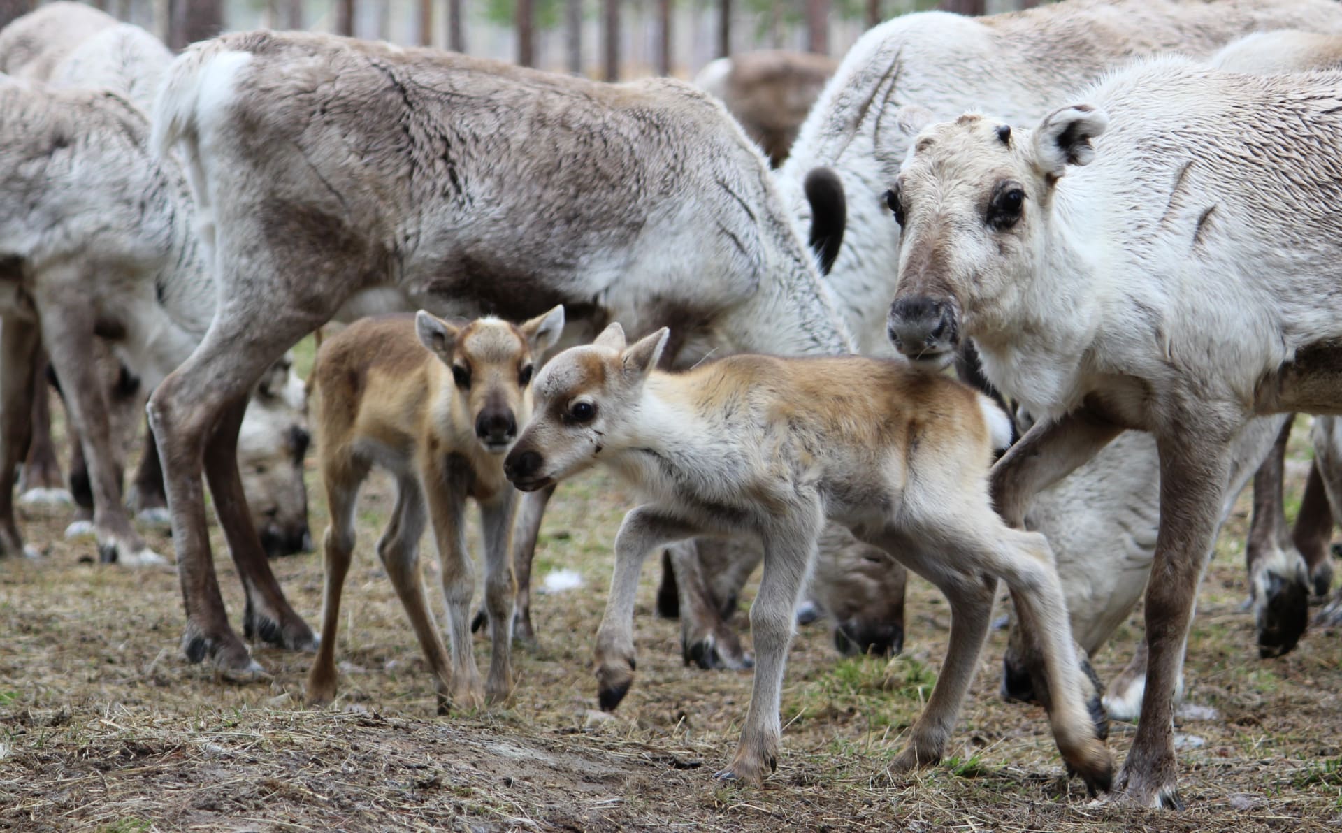 See newborn baby reindeer in Rovaniemi | Visit Finland