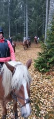 Suomenhevosia syksyisessä maastossa ratsastajien kanssa