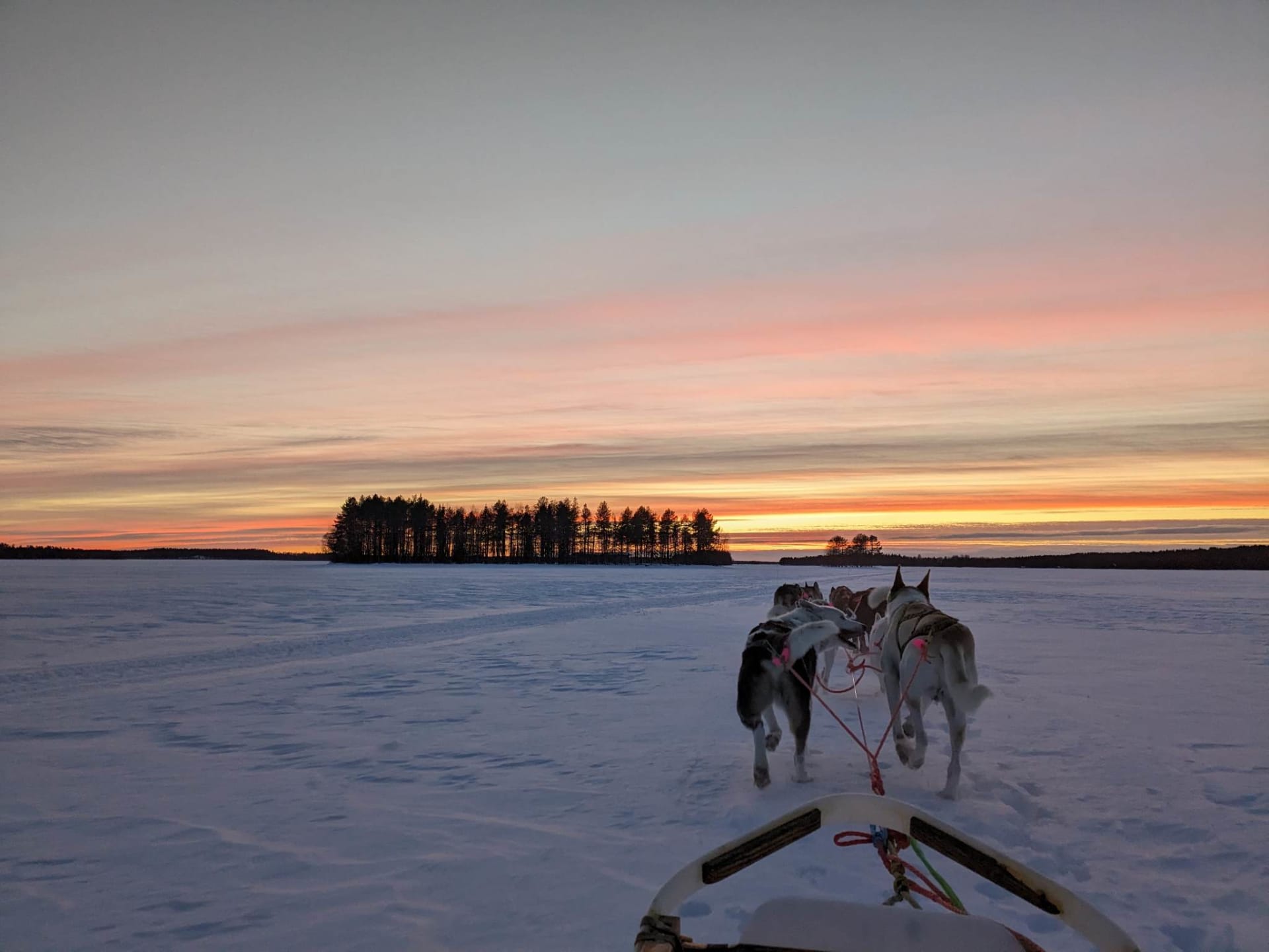 Husky dog sledding in Lapland