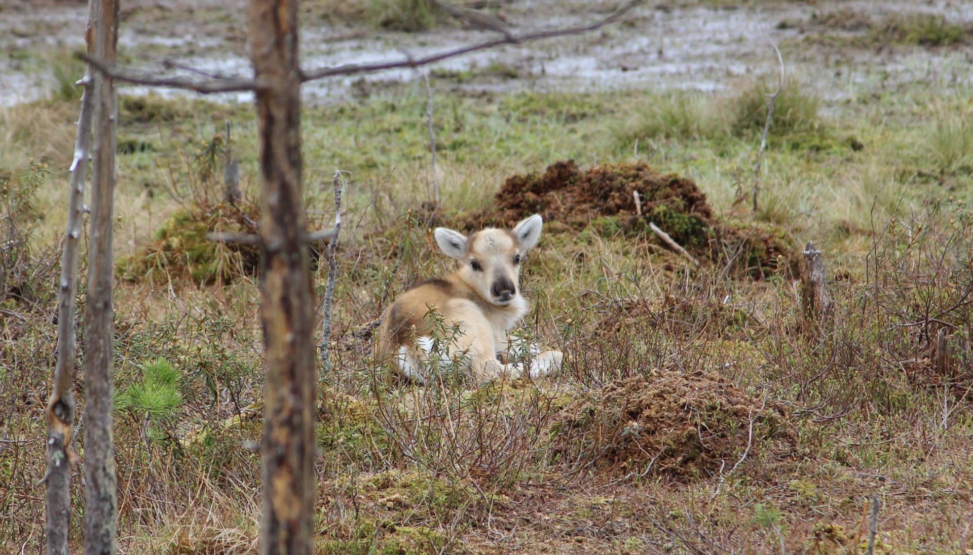 A night next to baby reindeer in the midnight sun in Rovaniemi