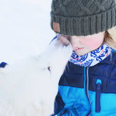 Vierailu huskyjen kotiin