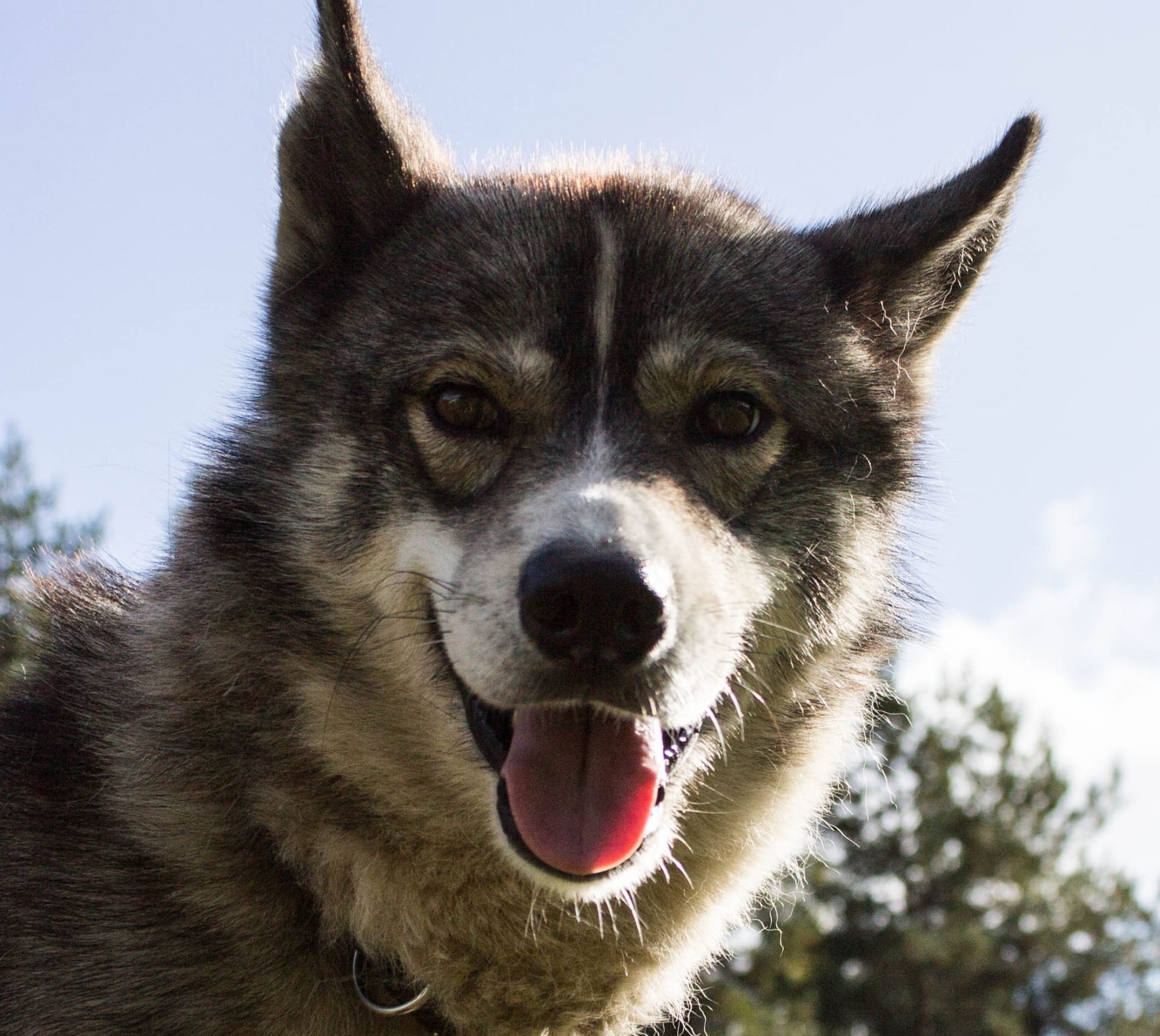 Husky kennel visit