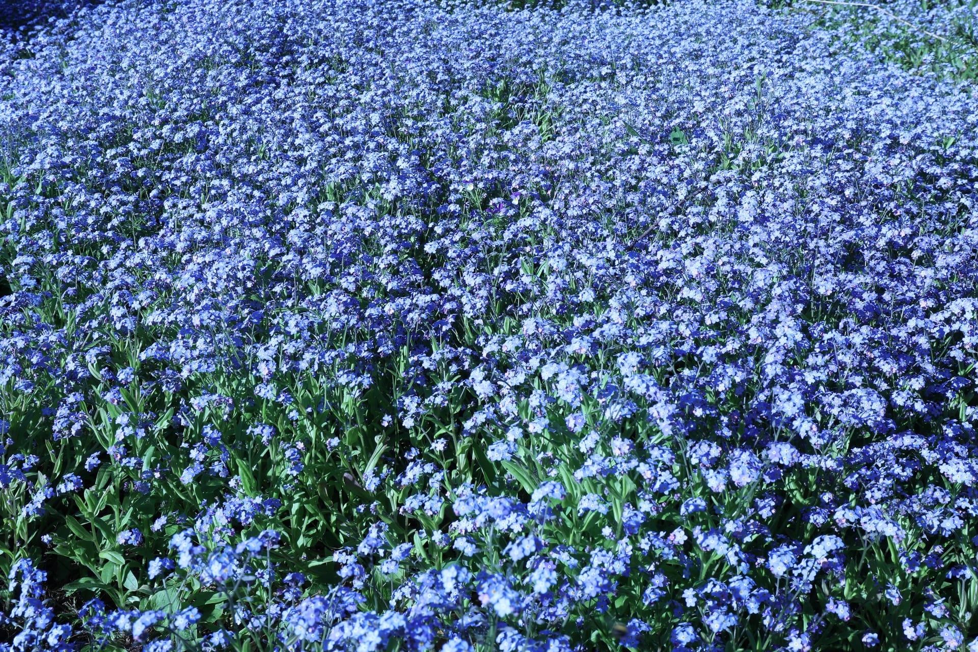 The delightful bright blue Forget-me-not spreads like a weed but is harmless at Arctic Garden.