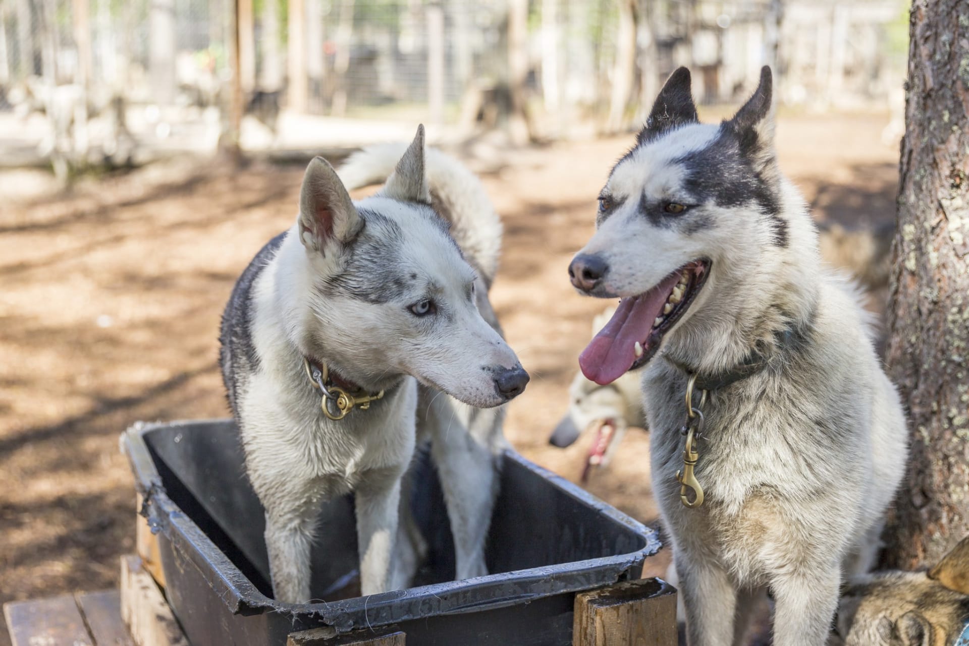 Sled dogs at Arctic Borealis Huskies kennel