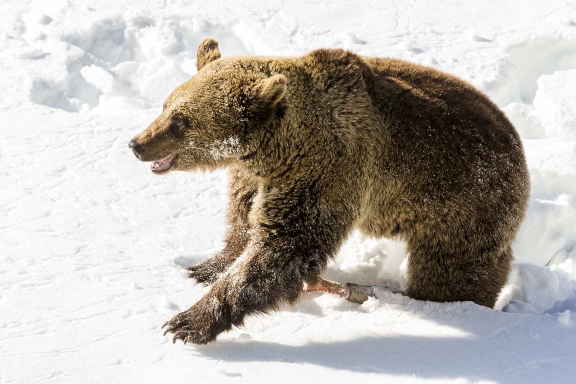 Brown bear