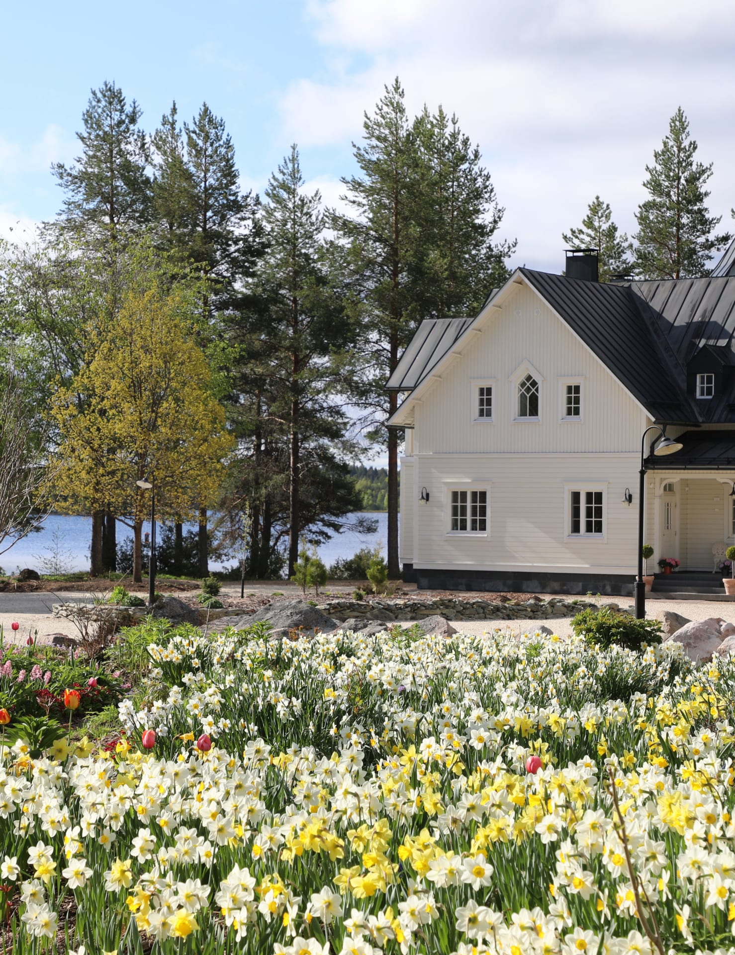 The mansion-like main building of Villa Cone Beach sits at the lakefront, surrounded by the flowering arctic garden, with a field of white and yellow daffodils in the image.